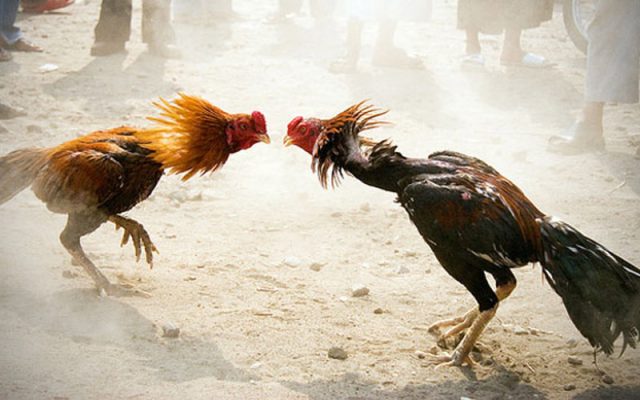 Online Sabong App Game Mega Win Gcash 22 Free Download